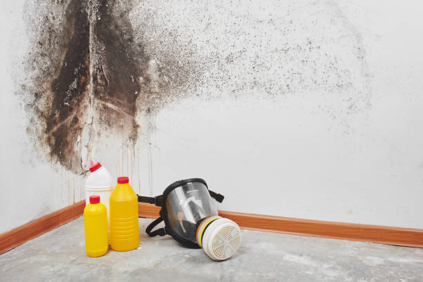 Professional Mold Removal in Creve Coeur, MO