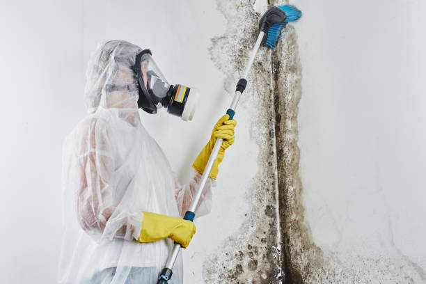 Home Mold Removal in Creve Coeur, MO