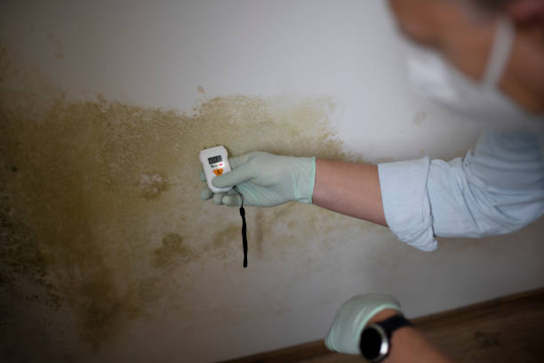 Best Local Mold Removal Service  in Creve Coeur, MO