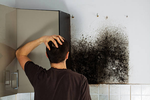 Best Fast Mold Removal  in Creve Coeur, MO
