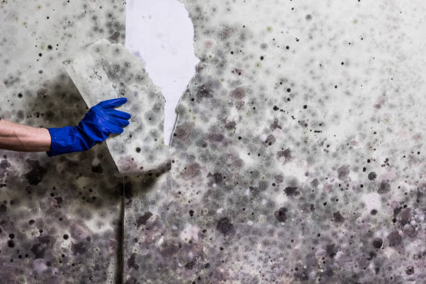 Best Office Mold Removal Services  in Creve Coeur, MO