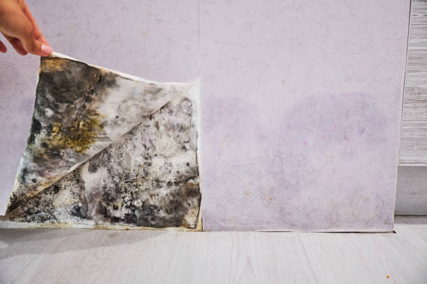 Office Mold Removal Services in Creve Coeur, MO